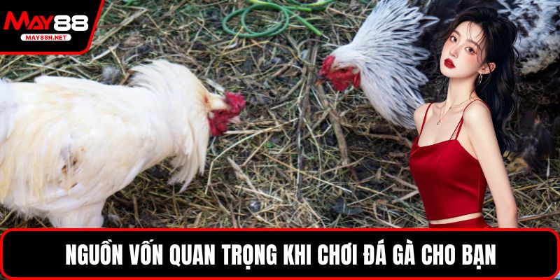 Nguồn vốn quan trọng khi chơi đá gà cho bạn