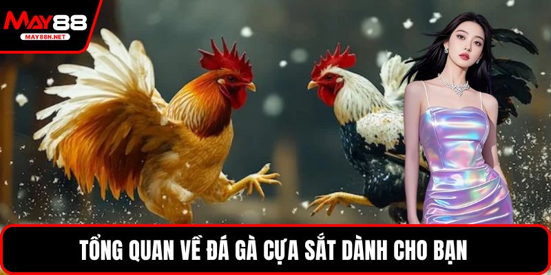 Tổng quan về đá gà cựa sắt dành cho bạn