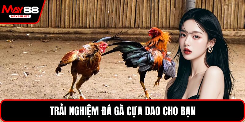 Trải nghiệm đá gà cựa dao cho bạn